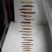 Sonnenblume in Linie